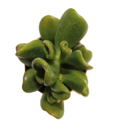 Gollum Hobbit Jade Plant Crassula 